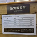 동백목장 | 아이와 함께 가볼 만한 곳! 알파카 목장 동물 먹이 주기 체험 후기 꿀팁 동백꽃 포토존