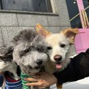 로제몽 이미지