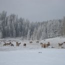 선경사슴 이미지