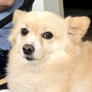 어화둥둥 내강아지 | 강아지랑 강릉여행, 세인트존스 펫룸 후기&amp;강아지동반 맛집