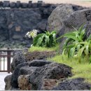 제주 토끼섬 문주란자생지 이미지