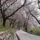 창원 천주산진달래축제 이미지