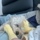 예쁜멍멍이 이미지