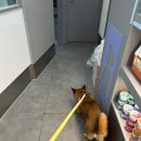 신흥동물병원 이미지