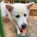 함안 | 🐾함안길천사·함안 유기견보호소 청소봉사 후기 + 참여방법