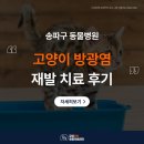 송파데일리동물병원 | 송파구동물병원 고양이 방광염 재발 치료 후기
