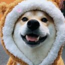 견공작소 | 하남애견미용 잊지 못할 기억으로