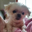 더예쁘개 이미지