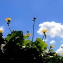 하얀구름 이미지