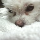 동백동물병원 이미지