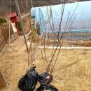 3월 22일(화) 옥천나무시장 나들이, 봄채소 구입 이미지