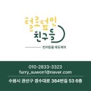 N달째 등원중인 수원 강아지 유치원 찐후기[사회화산책교육]
