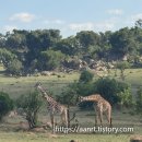 기린 캠프랜드 | [세렝게티 초원] 아루샤 공항 지연에도 즐거웠던 &#39;니카니 캠프 롯지&#39; 나쁜 후기.