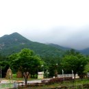 상주 상현리 반송 이미지