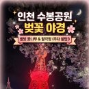 수봉별마루 봄날주택 | 인천 수봉공원 벚꽃 야경 주차 팁, 별빛 꽃나무가 환상적인 아이와 가볼만한곳