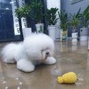 매직 펫 살롱 이미지