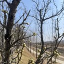 송평천 | 송평천에도 다시 봄~* 매화, 산수유, 이름 모를 풀들, 그리고 고개 내민 쑥, 새로 이사 온 배롱나무...