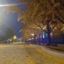 은행나무길 화장실 이미지