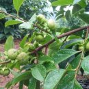 옥전농장 이미지