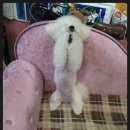 애니펫살롱 이미지