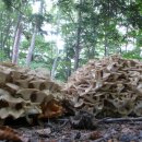 허한의원 이미지