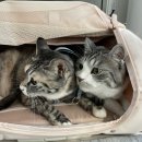 연지 동물병원 이미지