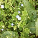 까치꽃 반찬 이미지