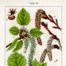 포플러(poplar) 이미지