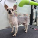 와와리 애견미용 이미지