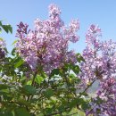 수수꽃다리 이미지