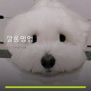 깔롱멍멍 네이버블로그