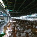 벽진농장 이미지