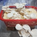 배양산업 | 칡느타리버섯 배지 배양 및 재배 후기(2026년)