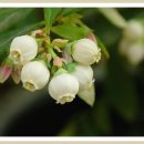 허브아일랜드식물원 이미지