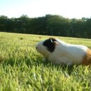 24시동물병원 이미지