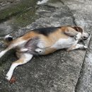 동그라미 동물의료센터 이미지