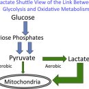 젖산 셔틀 이론.. 이미지