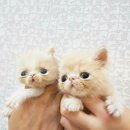 홈브리딩 이미지