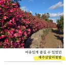 삼달리-17 | 제주 삼달리꽃밭 솔직후기｜동백꽃 산책로·뷰·사진 포인트 정리