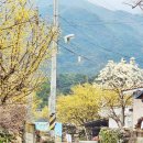 외용궁세천2 | 전라도 여행지 추천 남원여행 용궁마을 지리산 산수유