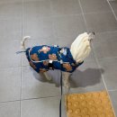 바잇미 | 강아지 패딩 후기(바잇미 더블히트 패딩)