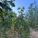 일심2로 R 이미지