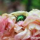 슈가밤