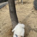 멍멍아 산책가자 이미지