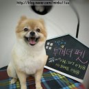 투개더 펫 이미지