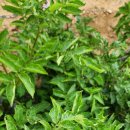 예나농장 이미지