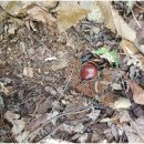 두루두루(도토리마을) 이미지