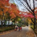 호랑이 발톱 이미지