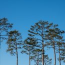 송림공원 이미지