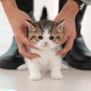 고양이샵 이미지